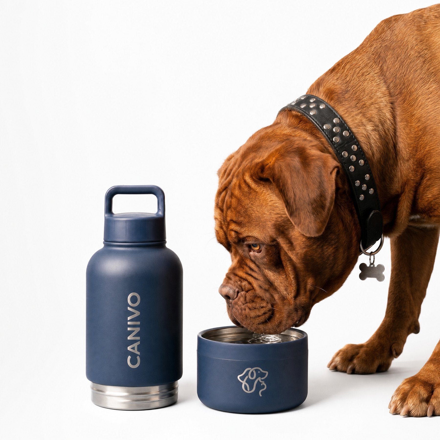 Hund trinkt aus dem Napf der Midnight-Navy-Flasche